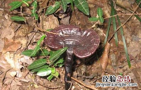 灵芝曲霉病防治方法有哪些 灵芝曲霉病防治方法