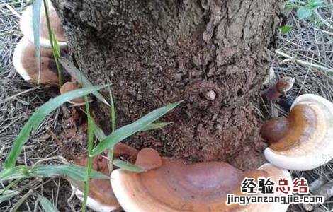 灵芝曲霉病防治方法有哪些 灵芝曲霉病防治方法