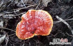 灵芝曲霉病防治方法有哪些 灵芝曲霉病防治方法