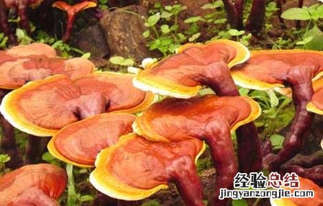 灵芝曲霉病防治方法有哪些 灵芝曲霉病防治方法
