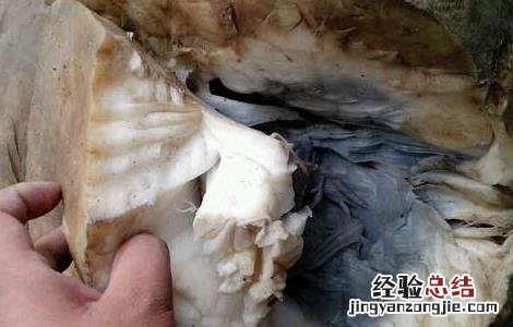 肉灵芝是什么东西它有什么功效 肉灵芝是什么东西
