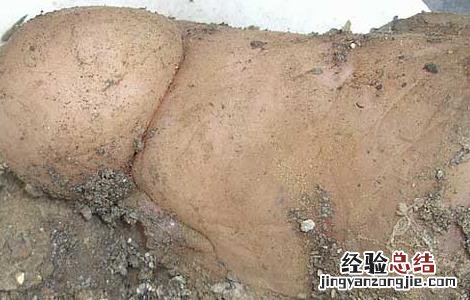 肉灵芝是什么东西它有什么功效 肉灵芝是什么东西