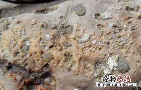 肉灵芝是什么东西它有什么功效 肉灵芝是什么东西