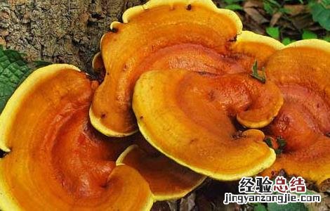 野生灵芝鉴别方法视频 野生灵芝鉴别方法
