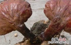 野生灵芝鉴别方法视频 野生灵芝鉴别方法