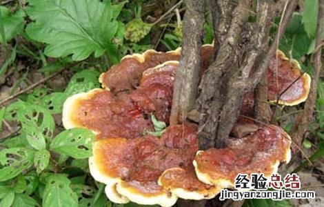 野生灵芝鉴别方法视频 野生灵芝鉴别方法