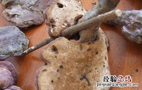 野生灵芝鉴别方法视频 野生灵芝鉴别方法