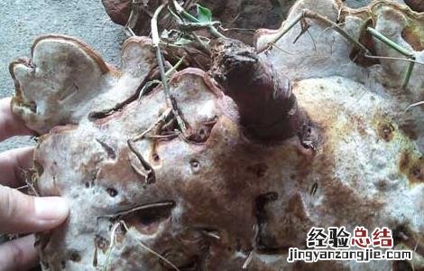 野生灵芝鉴别方法视频 野生灵芝鉴别方法
