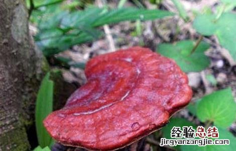 野生灵芝鉴别方法视频 野生灵芝鉴别方法