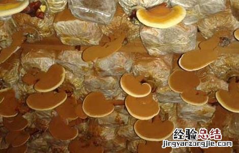 灵芝孢子粉套袋收集