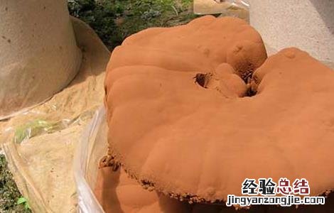 灵芝孢子粉套袋收集