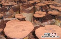 灵芝孢子粉套袋收集