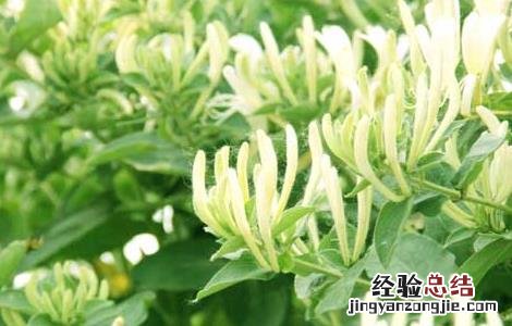 金银花为什么不开花 金银花是要开花还是不开花