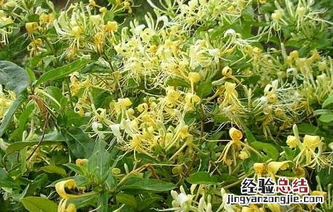 金银花为什么不开花 金银花是要开花还是不开花