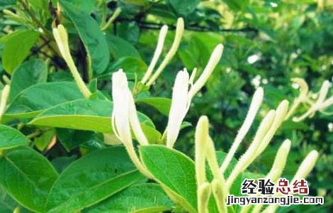 金银花为什么不开花 金银花是要开花还是不开花