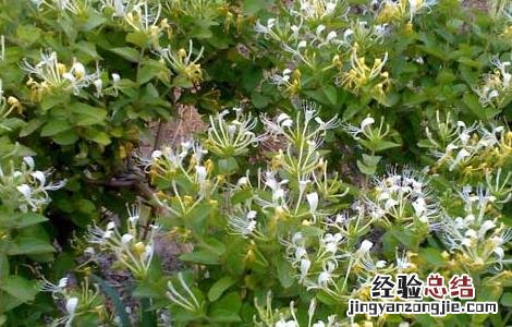 金银花为什么不开花 金银花是要开花还是不开花