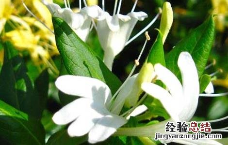 金银花什么时候种植和收获 金银花什么时候种