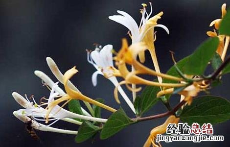 金银花什么时候种植和收获 金银花什么时候种