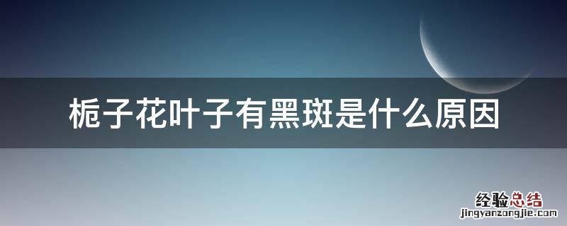 栀子花叶子有黑斑是什么原因 栀子花叶子出现黑斑