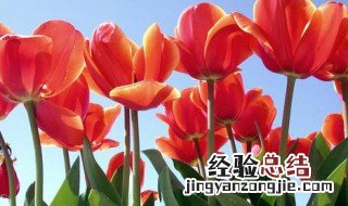郁金香是哪个国家的象征 郁金香是哪个国家的象征英国挪威丹麦