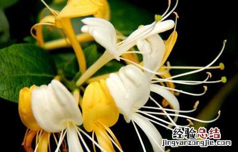 金银花什么时候开花季节 金银花什么时候开花