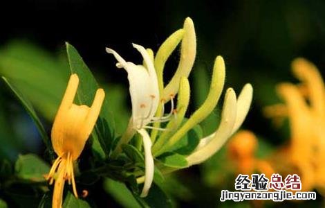 金银花什么时候开花季节 金银花什么时候开花