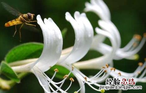 金银花什么时候开花季节 金银花什么时候开花