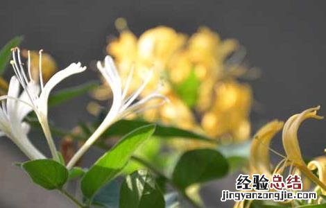 金银花什么时候开花季节 金银花什么时候开花