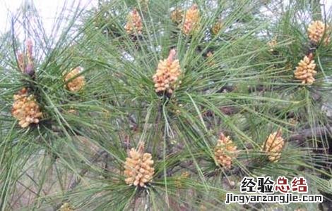 松花粉的采集技术有哪些 松花粉的采集技术