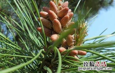 松花粉的采集技术有哪些 松花粉的采集技术