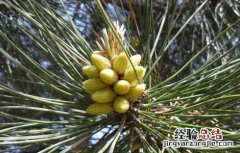 松花粉的采集技术有哪些 松花粉的采集技术