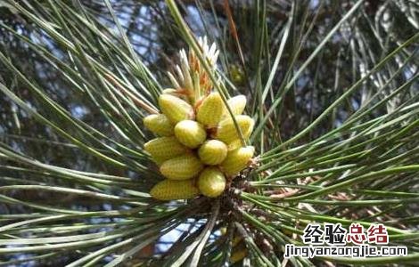 松花粉的采集技术有哪些 松花粉的采集技术