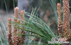 松花粉为什么要破壁吃 松花粉为什么要破壁