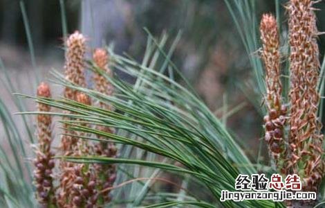 松花粉为什么要破壁吃 松花粉为什么要破壁