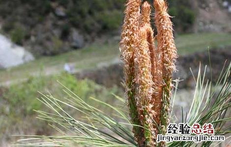 松花粉为什么要破壁吃 松花粉为什么要破壁