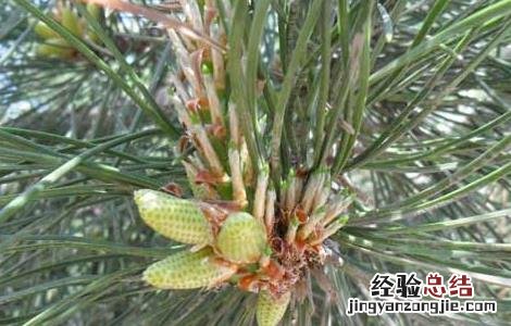 松花粉为什么要破壁吃 松花粉为什么要破壁
