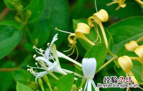 金银花盆景栽培技术教程视频 金银花盆景栽培技术