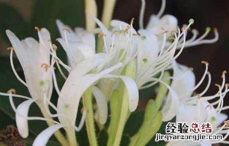 金银花盆景栽培技术教程视频 金银花盆景栽培技术