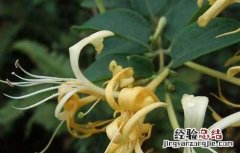 金银花盆景栽培技术教程视频 金银花盆景栽培技术