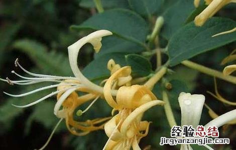 金银花盆景栽培技术教程视频 金银花盆景栽培技术