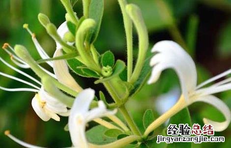 金银花盆景栽培技术教程视频 金银花盆景栽培技术