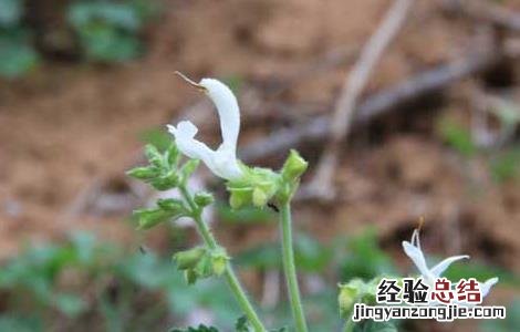 丹参什么时候种植? 丹参什么时候种植
