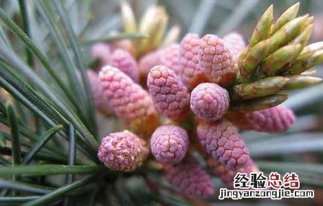 松花粉是什么东西有何用 松花粉是什么东西