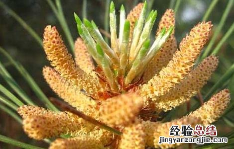 松花粉是什么东西有何用 松花粉是什么东西