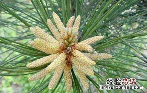 松花粉是什么东西有何用 松花粉是什么东西