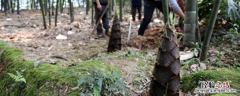 竹笋北方可以种植吗 北方竹笋种植技术