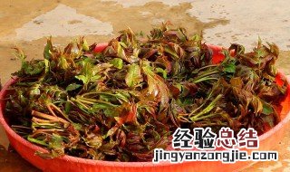 香椿和海参能一起吃吗 海参是温性食物吗