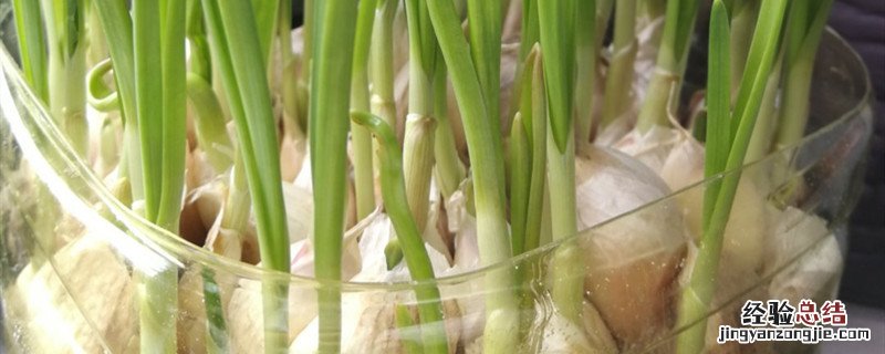 长芽的蒜还能生吃么 蒜长芽了还能生吃吗