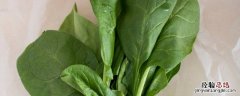 菠菜的种植方法和注意事项 菠菜怎么种植方法如下