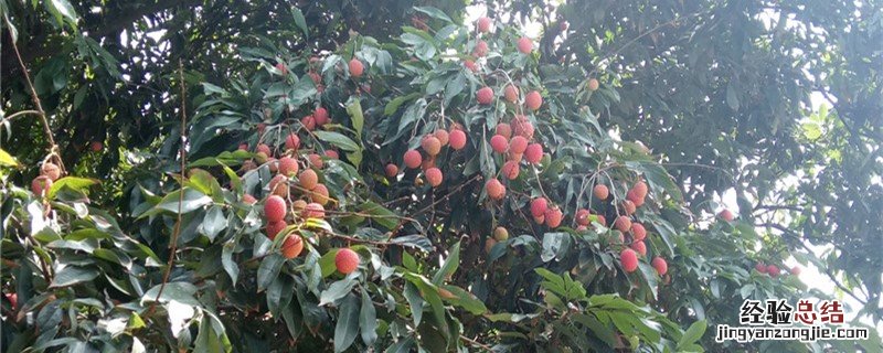 荔枝养殖方法 荔枝养殖方法有哪些
